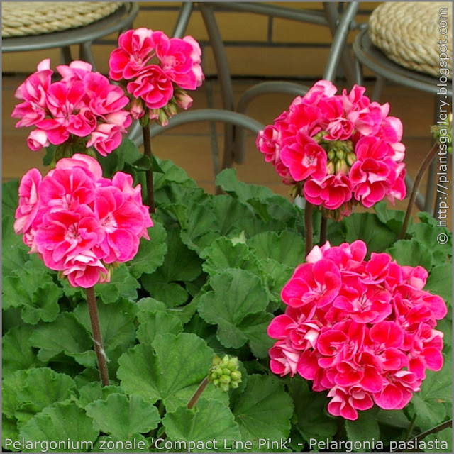 Pelargonium zonale 'Compact Line Pink' flowers - Pelargonia pasiasta  'Compact Line Pink' kwiaty