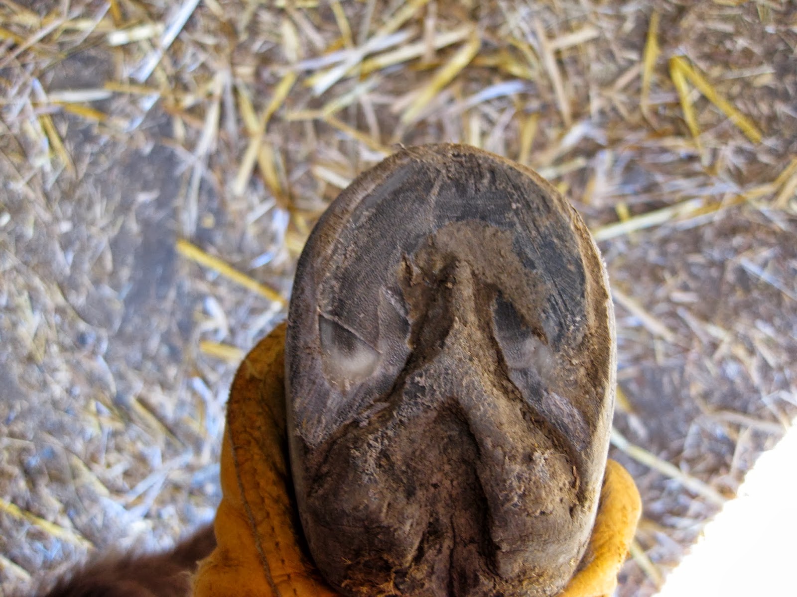 The Dancing Donkey Donkey Feet Ramsey