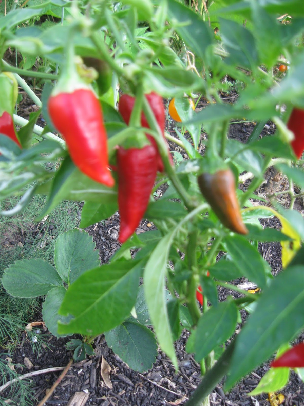 Popping Peppers Popping Peppers