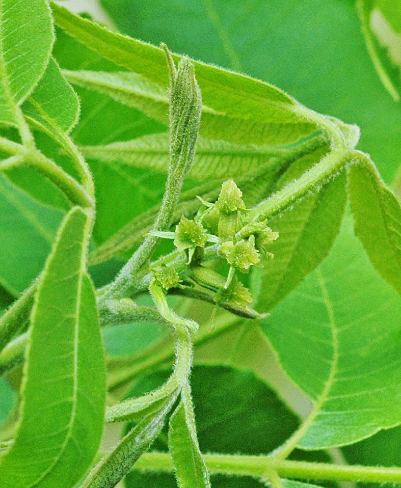 Northern Pecans Pecan pollination season has started