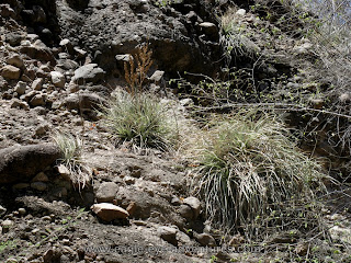 Hechtia montana habitat