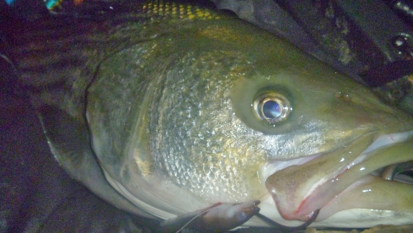 new jersey fishing report fishing new jersey NJ fishing fishing