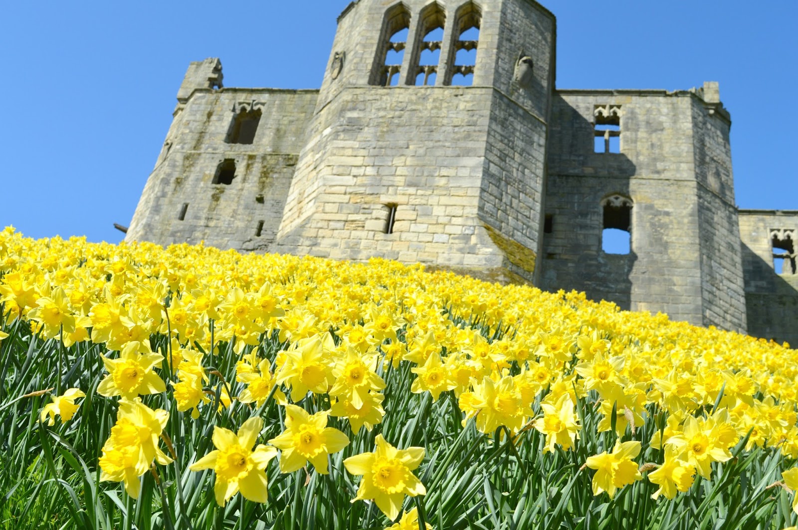 Daffodils at The Castle - A Day Trip to Warkworth, Northumberland