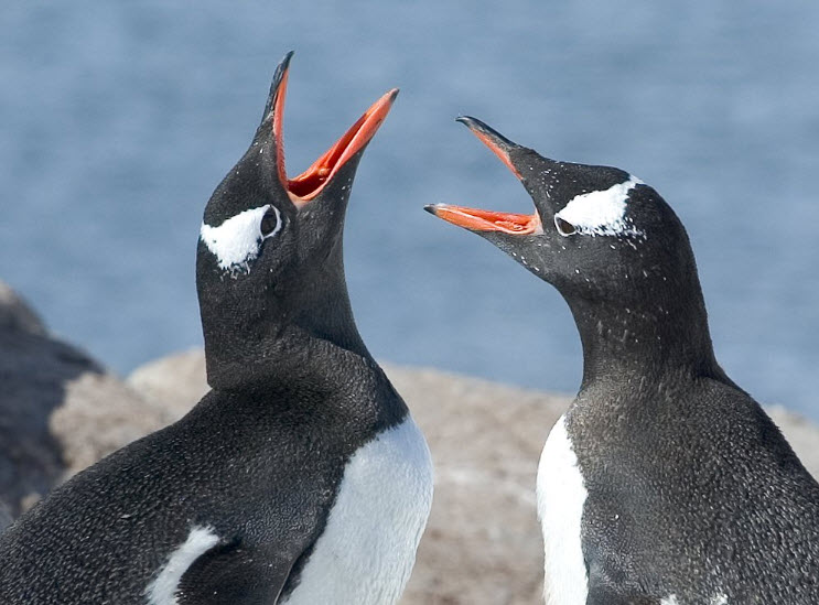 Animal You: Gentoo Penguin