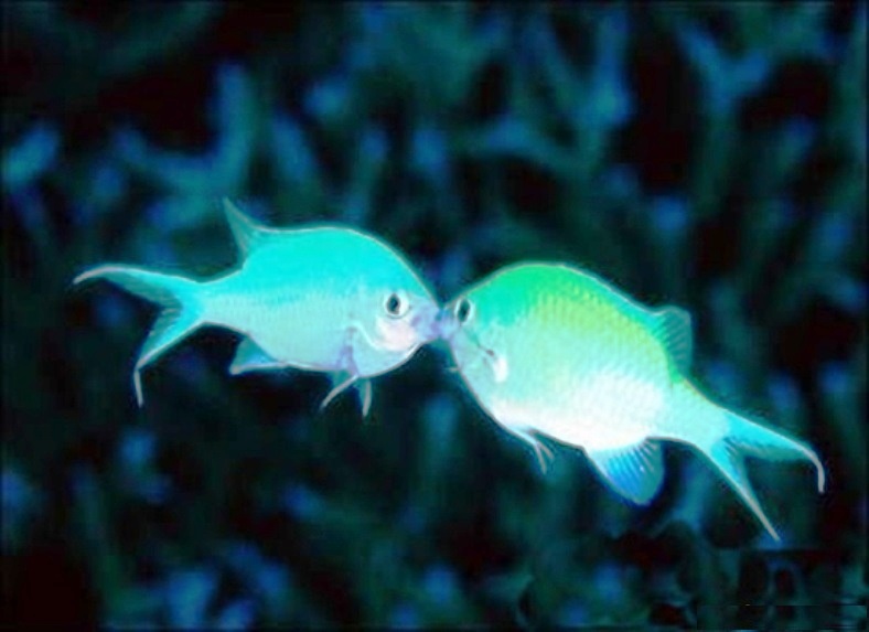 влюбленная рыбка. влюбленная рыба. влюблëнная рыба. влюбленная рыба. рыба картина маслом.