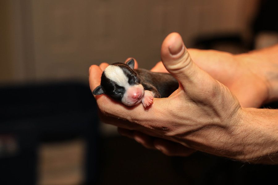 4. newborn baby puppy female chihuahua by Claudia DiMinni