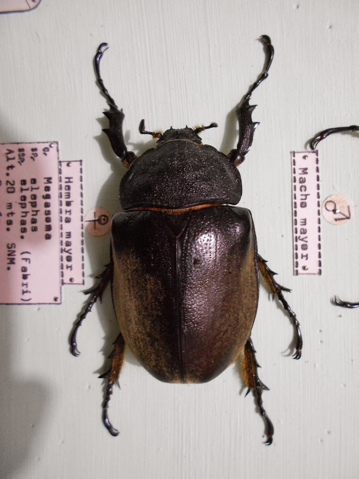 Insectos y Artrópodos Mexicanos y extranjeros: Importancia Ecológica de ...