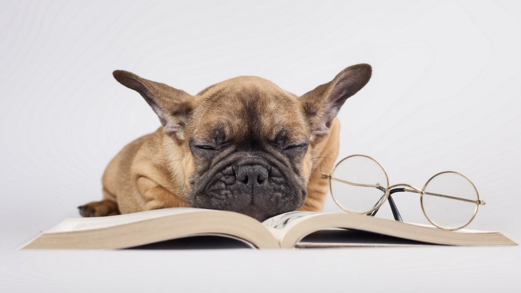 Izmir Kopek Egitim Okulu Kopeklerde Ileri Tasmasiz Itaat Egitimi