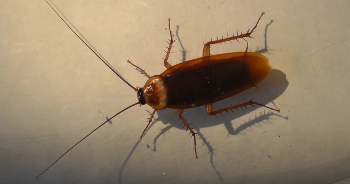 Cara Membasmi Kecoa Di Rumah Rancangan Desain Rumah Minimalis Cara Membasmi Kecoa Di Rumah Rancangan Desain Rumah Minimalis