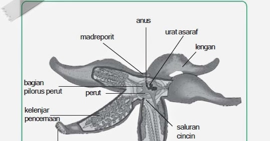 Filum Echinodermata: Struktur Tubuh, Sistem Reproduksi, Klasifikasi