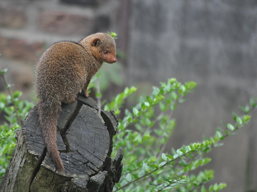 ZOOTOGRAFIANDO (MI COLECCIÓN DE FOTOS DE ANIMALES) MANGOSTA ENANA