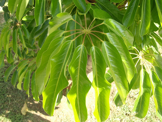 ÁRBOL PARAGUAS: Schefflera actinophylla