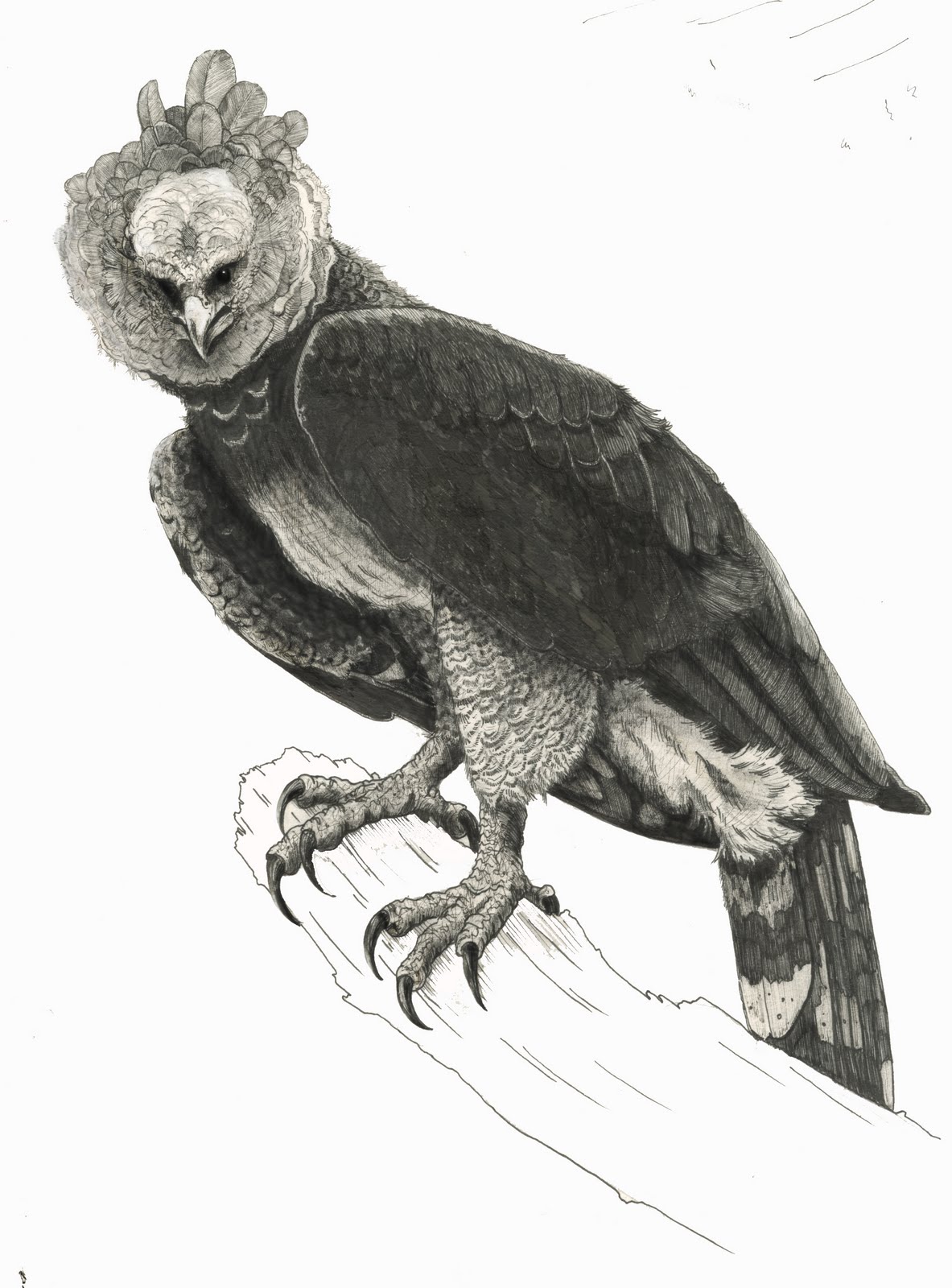 Ben Rothery Illustrator redone the harpy eagle too