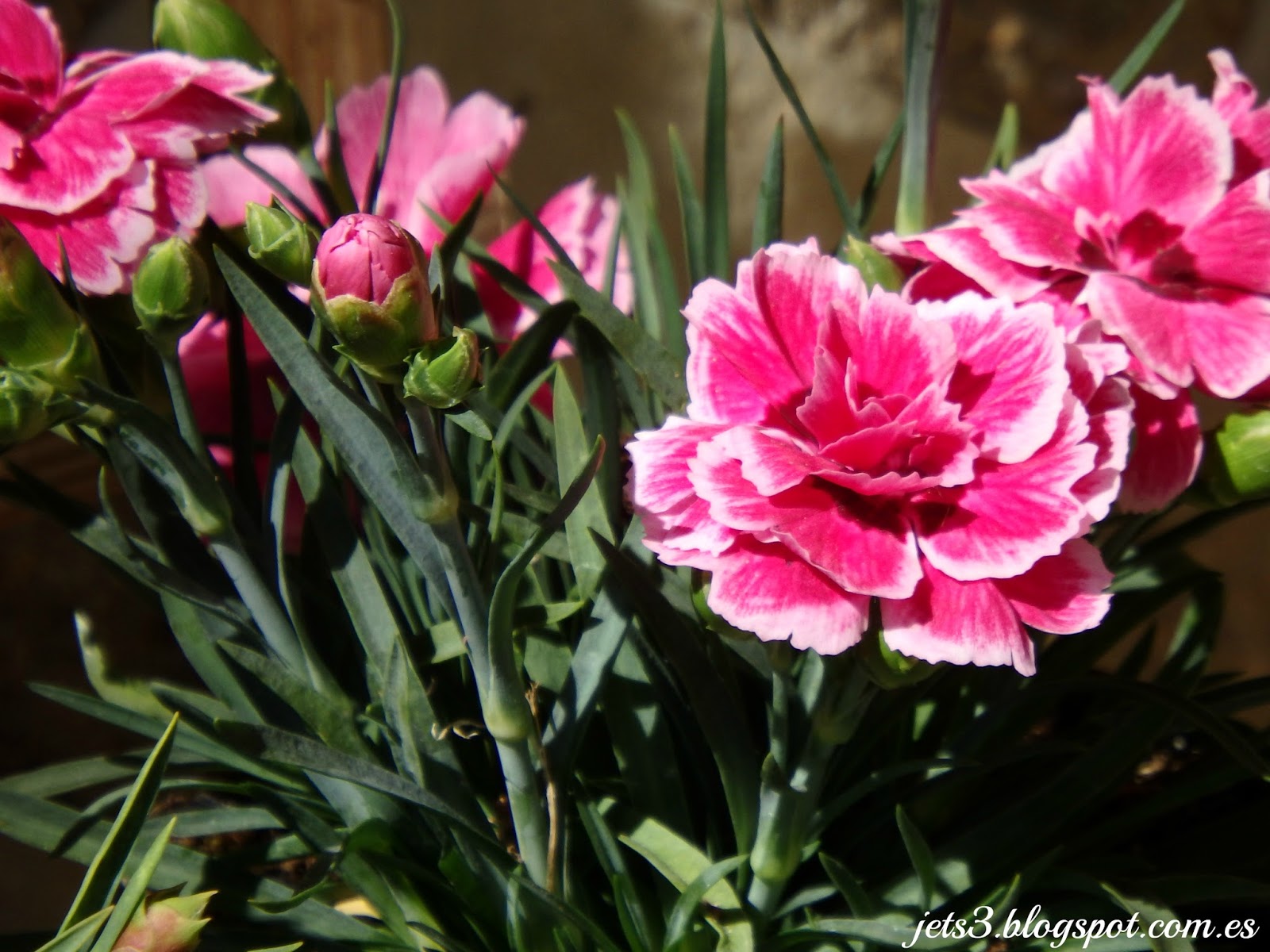 Dianthus caryophyllus (Clavel)