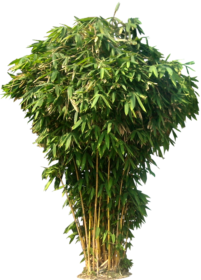 [Part01] HD Tree PNG Zip File For Photoshop and PicsArt | Nature PNG