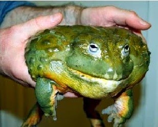  Pada postingan yang sebelumnya tentang hewan yang hidup di padang pasir yaitu  Katak African Bullfrog Dari Gurun
