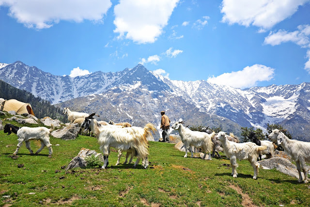 Photo of BF or BFF – Test the love with the Triund trek! 16/19 by Nerdy Adventuress