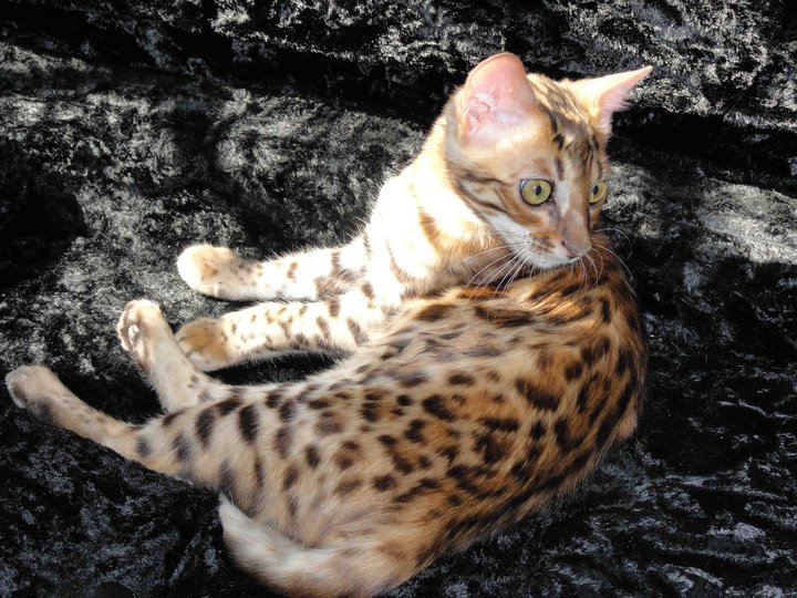 Cute&Cool Pets 4U Royal Ashera Cat Pictures