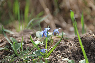 Siberian Squill Siberian Squill
