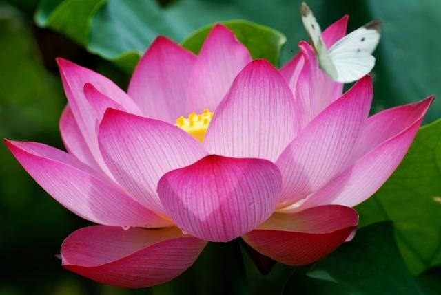 Lotus(Kamal) Flower's Photos Download