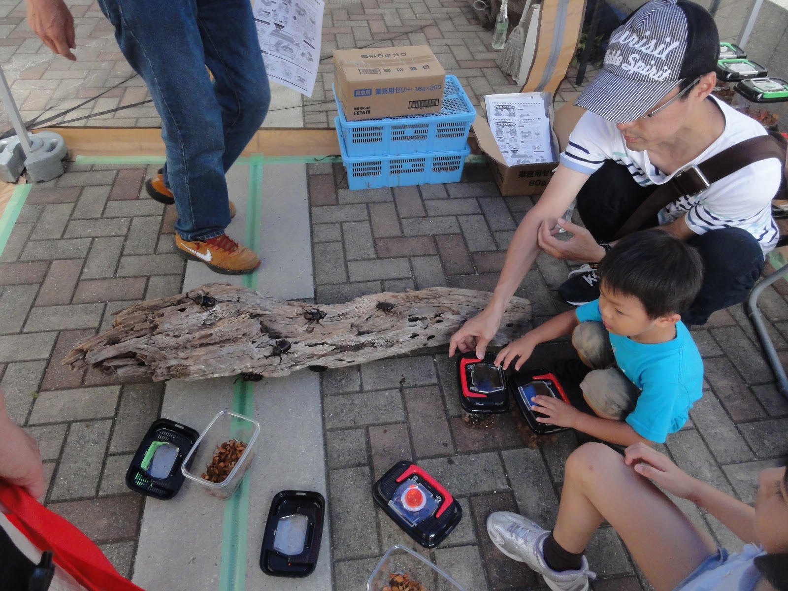 カブトムシ 交尾 鳴き声 カブトムシについてです 昨日の昼間にオスとメスが交尾をしているのを発見