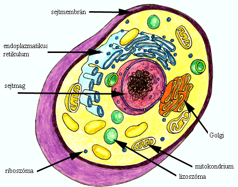 Résultat d’images pour mitokondrium
