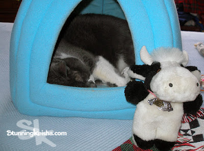 No, I don't want to come out to play. The New Cow in Town