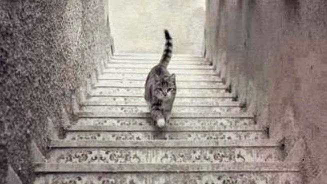 gato bajando una escalera fotografia en picado