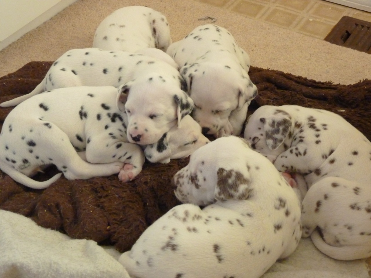 Dalmatian Cute Puppies Photos Cute Puppy Images Pictures