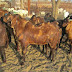 How to Start Goat Farming Business