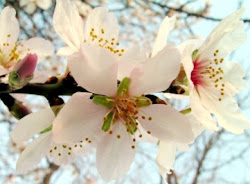 flores naturales hermosas bellas blancas
