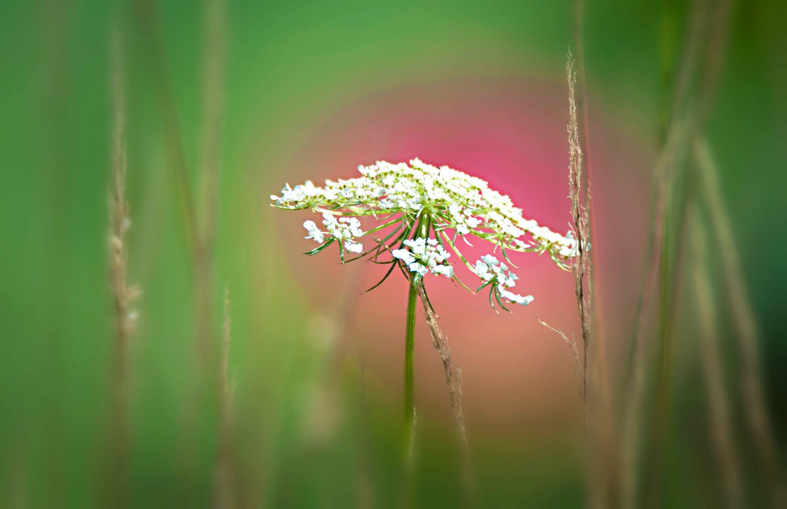 Carol's View Of New England Lotus Flowers Whitman MA