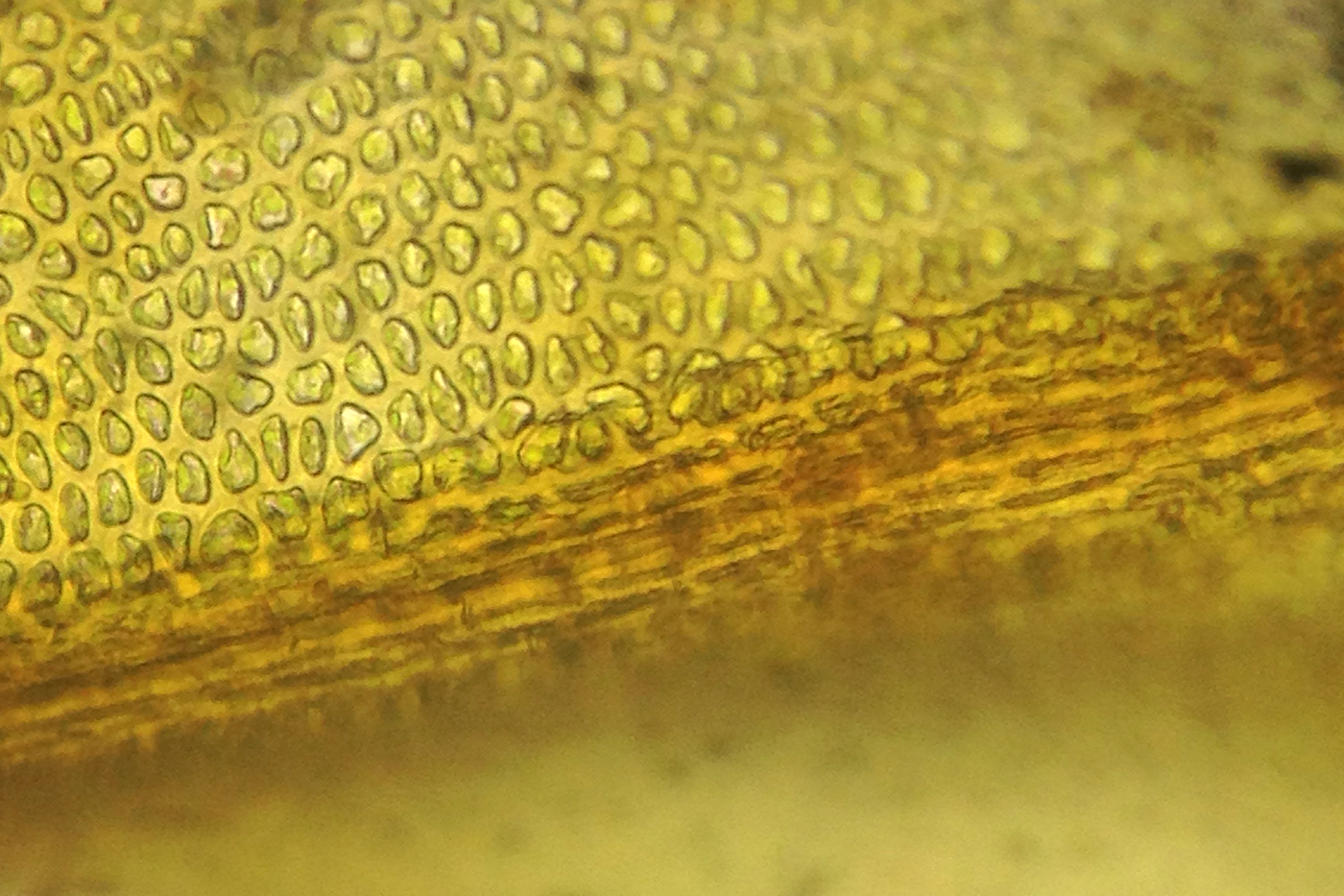 South Wales Bryophytes Waungron, Grovesend