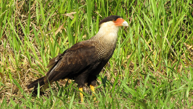 Juvenile Southern Caracara Polyborus plancus brasiliensis Caracará Carancho