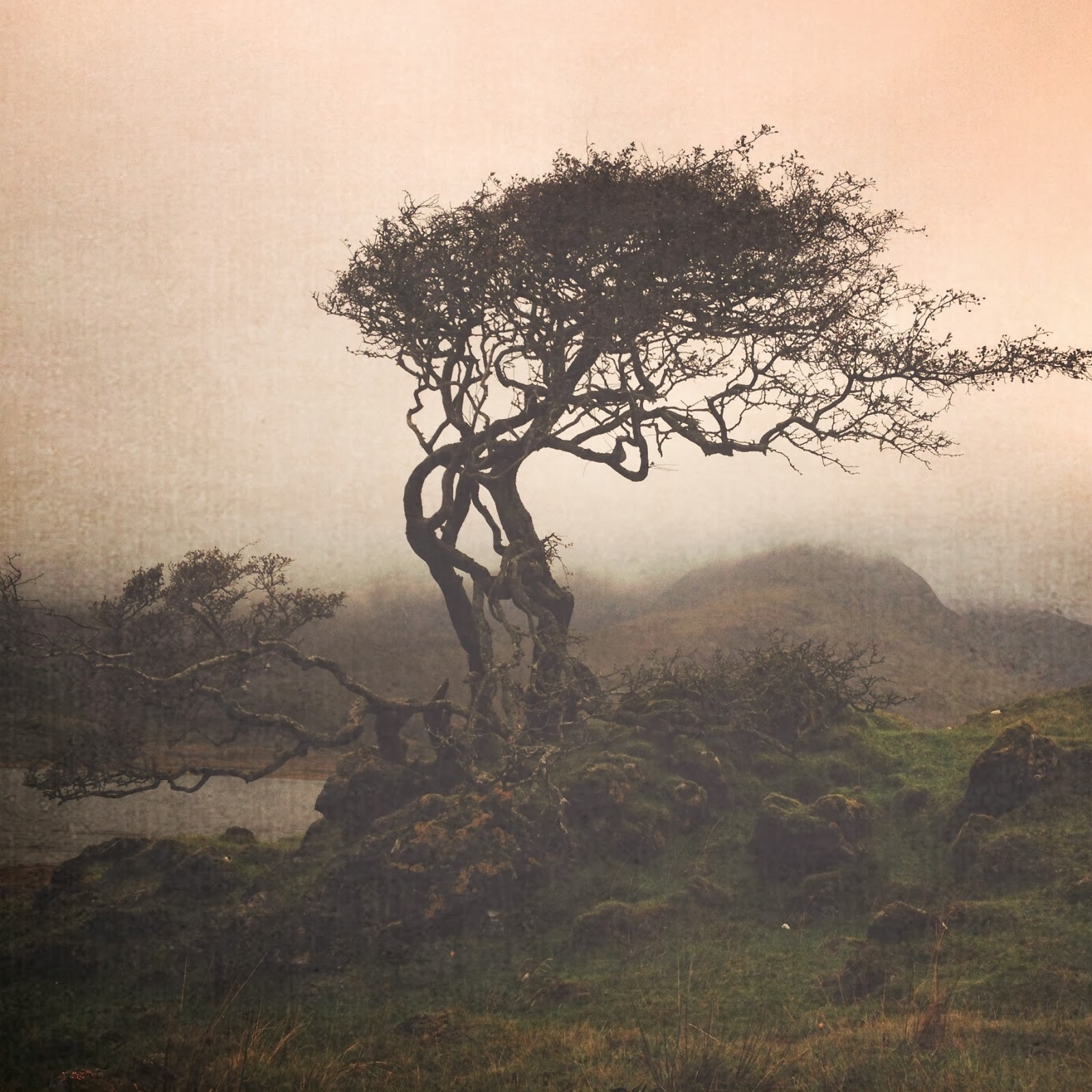 photo hebrides Tree, Torrin