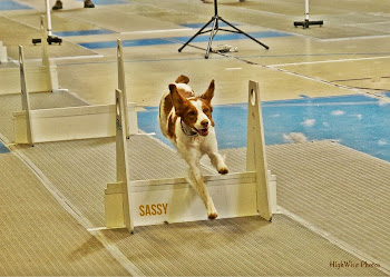 "SASSY"  - Flyball Master Champion