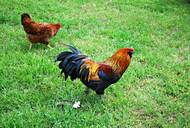 A Homestead Journey, a retrospective on 14 years - free-range chickens