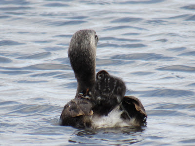 pied-billed grebe chicks