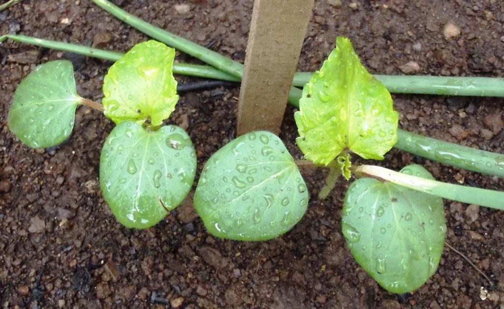 Roots 'n' Shoots Squash & Pumpkin How To Grow − Fruit(s) of the Month