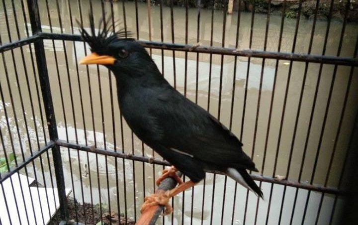 Harga Burung Jalak Thailand Di Pasaran Indonesia My Hobby