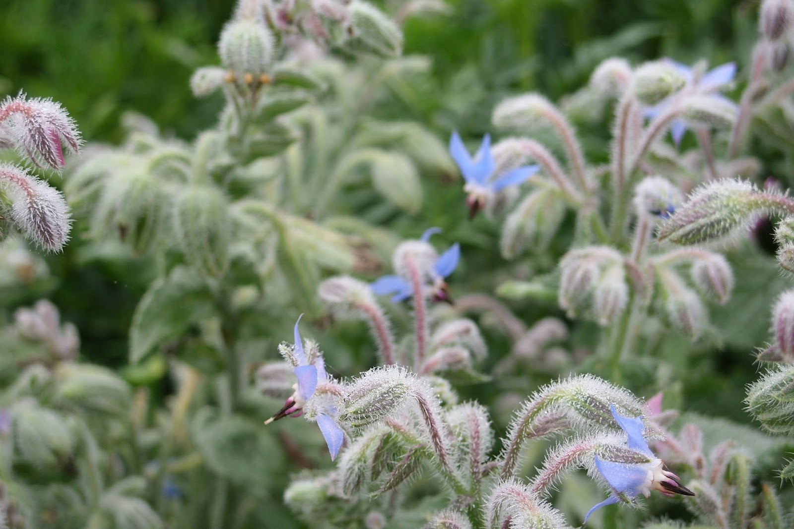 Forest House Farm: Bee Pasture