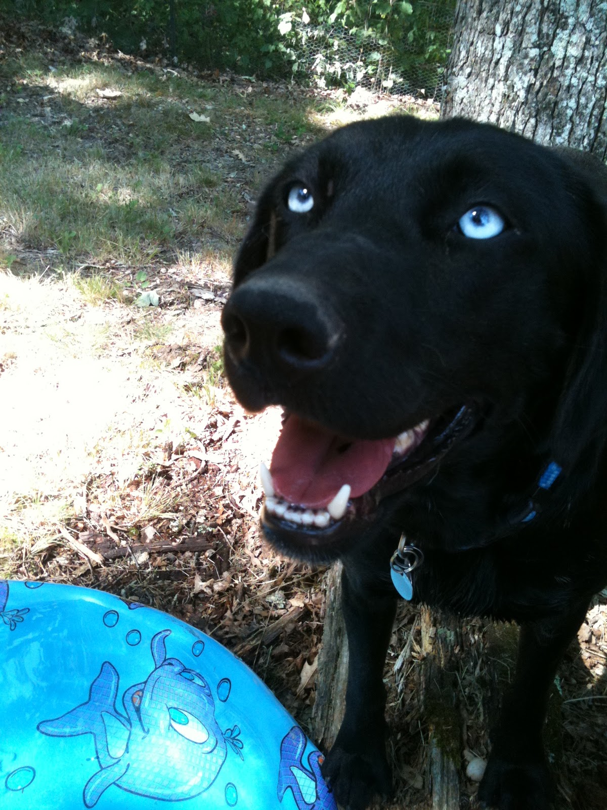 Best Treats for Your Dog and other Doggie Stuff Franki the Blue