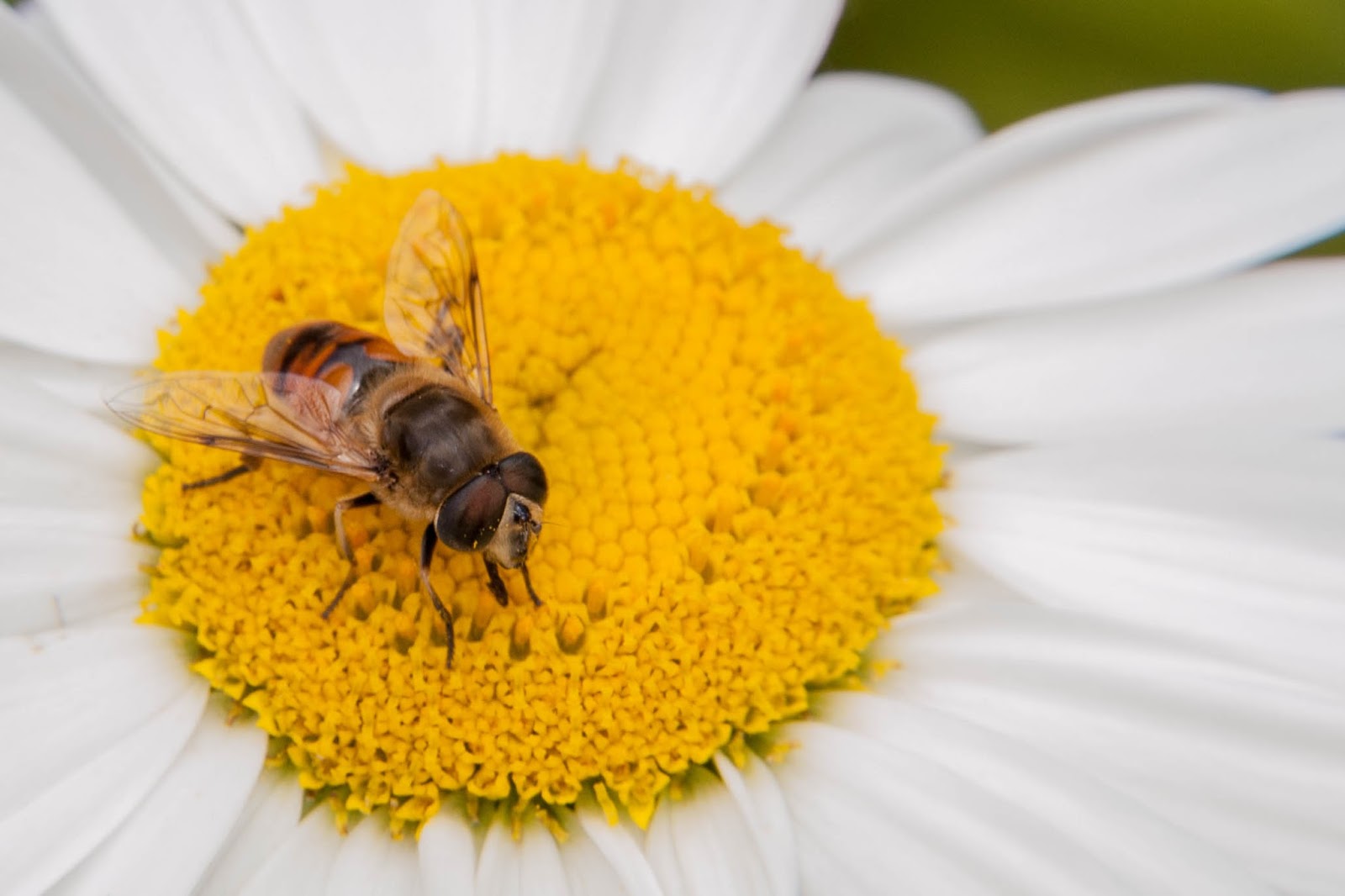 Champlain Islands' Nature Common Drone Fly
