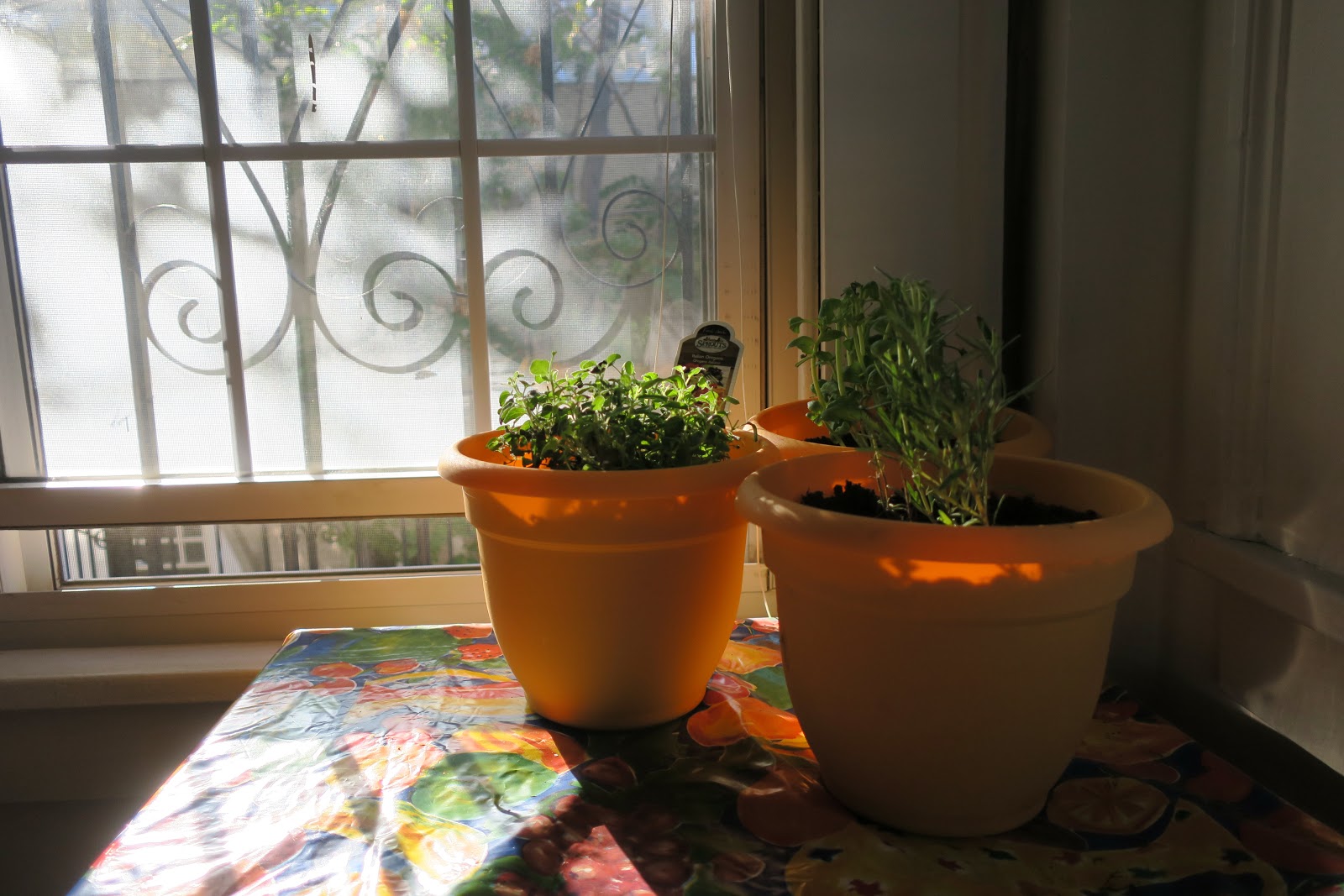 Living Rootless El Paso An Herbal Experiment