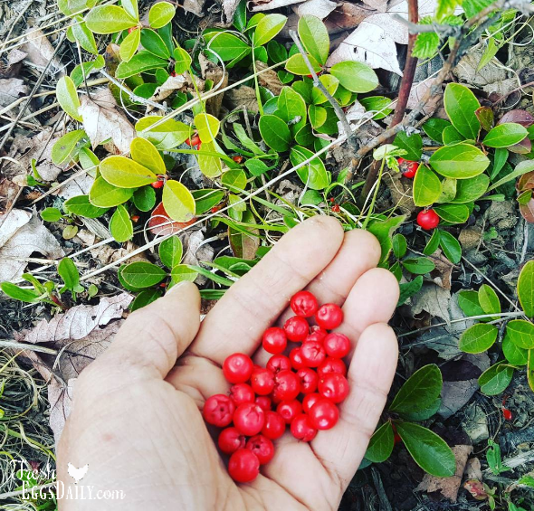 Wild Berries on our Farm in Maine Fresh Eggs Daily® with Lisa Steele