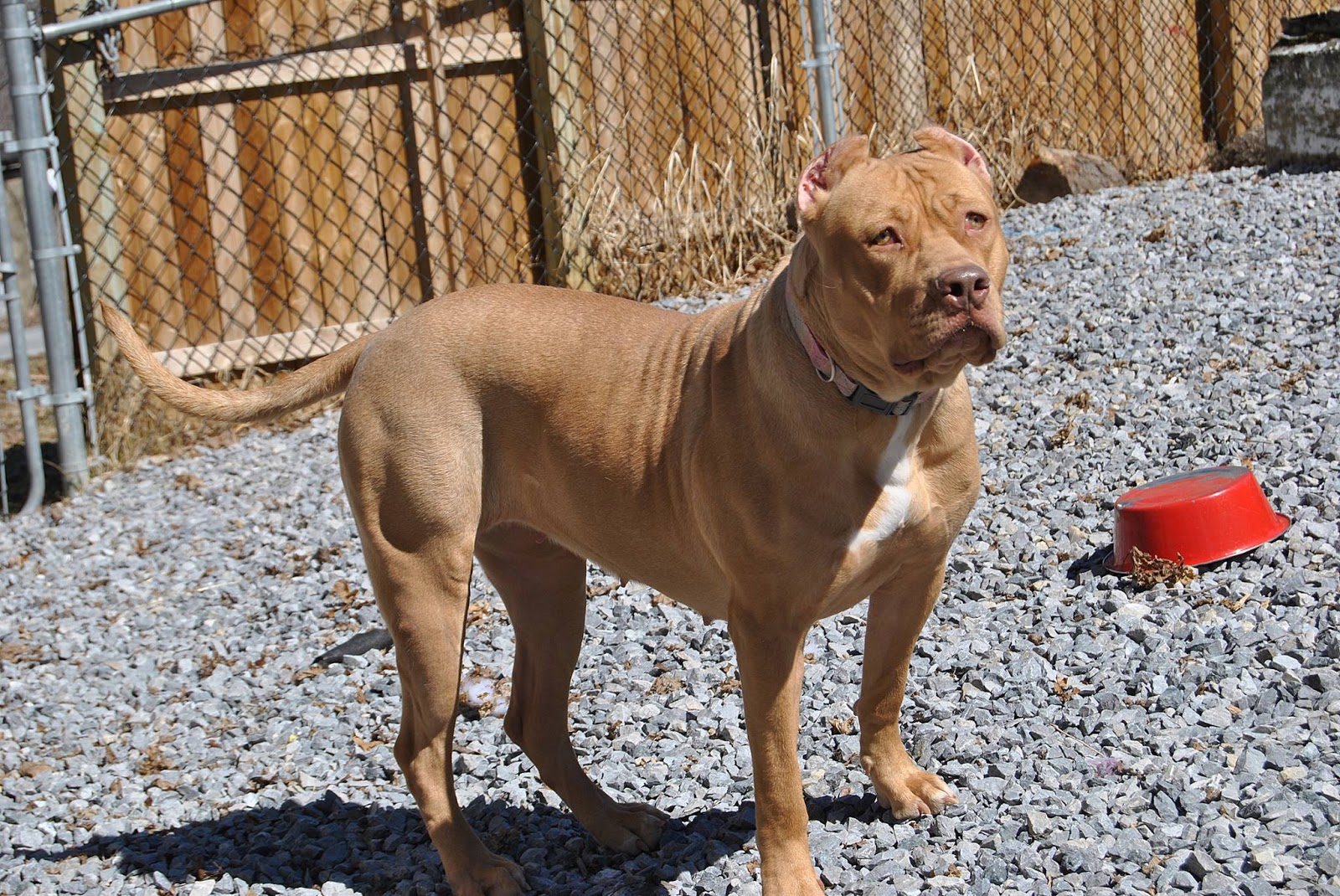 The Truth About Pit Bulls Hulk The World's Largest Pit Bull