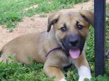Full Grown German Shepherd Yellow Lab Mix Yellow Lab German