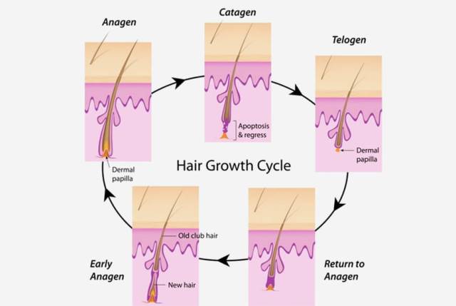 Fase Siklus Pertumbuhan rambut yang Jarang di Ketahui | Blog Pelajar