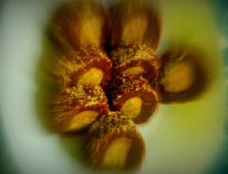 Partha's Rhapsody: Khajur Mawa Roll