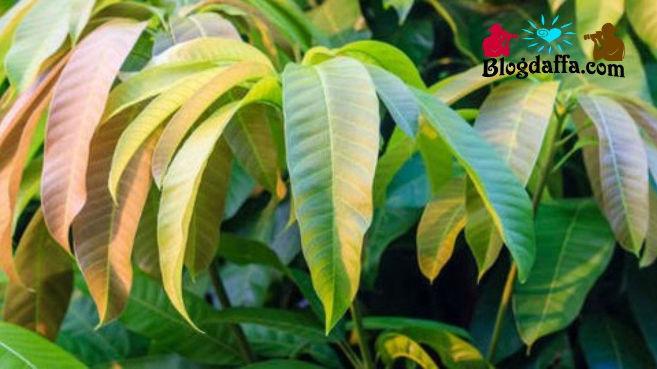 Manfaat daun mangga Khasiat dari daun mangga